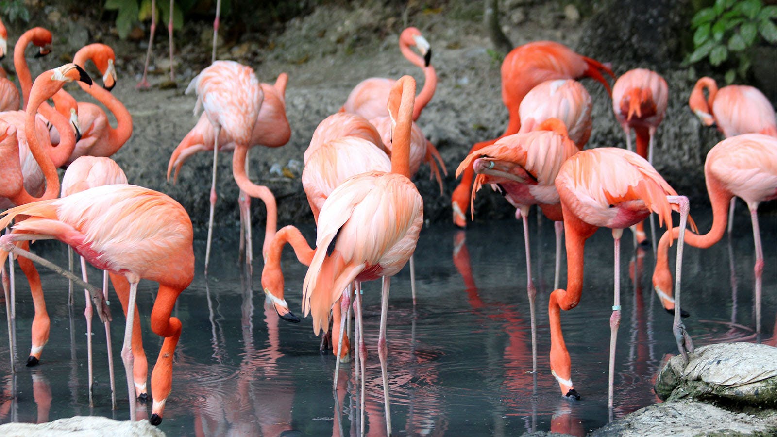 a group of flamingos standing in a lake